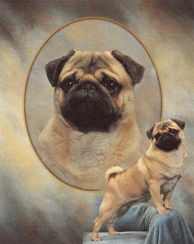pug club of america central carolina pug club inc nc pug club of america central carolina pug club inc nc
